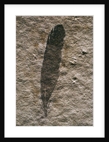 Single Archaeopteryx Feather Fossil by Anonymous