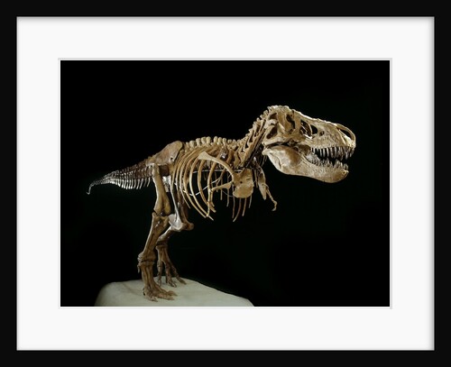 Tyrannosaurus Rex Skeleton by Anonymous
