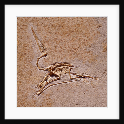 Pterodactyl Fossil by Anonymous