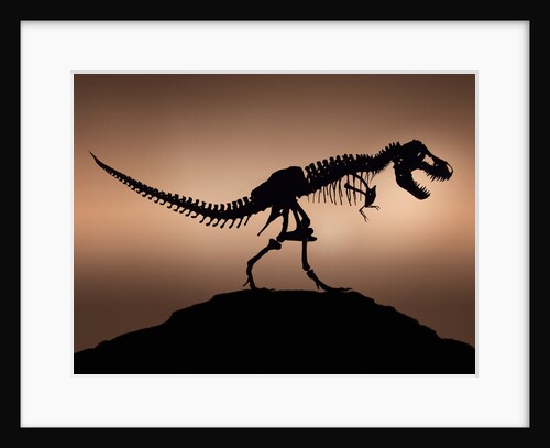 Stan the Tyrannosaurus Rex by Anonymous