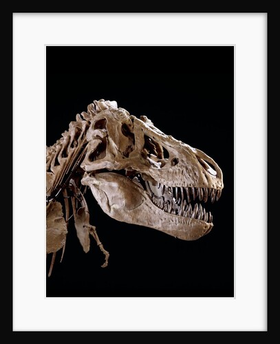 Head of Tyrannosaurus Rex by Anonymous