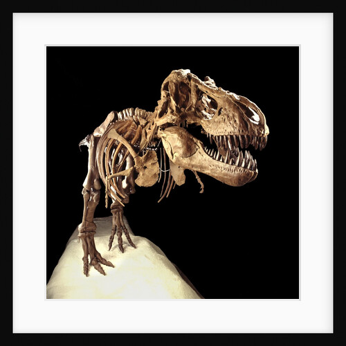 Tyrannosaurus Rex Skeleton by Anonymous