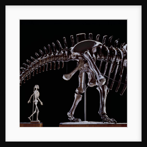 Human Skeleton and Apatosaurus Louisae by Anonymous