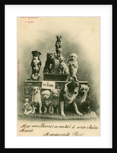 Dogs for Sale by Anonymous