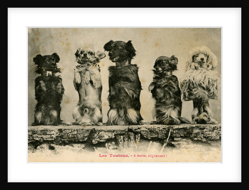 Five Dogs on their Hind Legs Standing in a Row by Anonymous