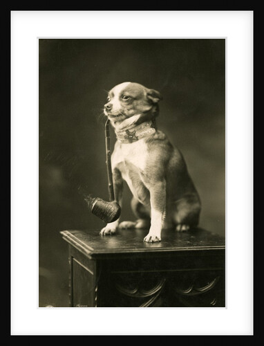 Chihuahua Smoking a Pipe by Anonymous