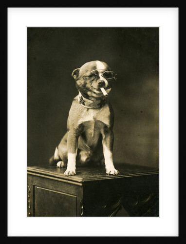 Chihuahua in Eyeglasses Smoking a Cigarette by Anonymous