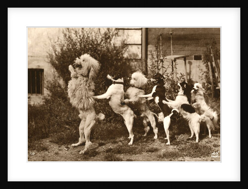 Poodle and Five Dogs Standing on their Hind Legs in a Line by Anonymous