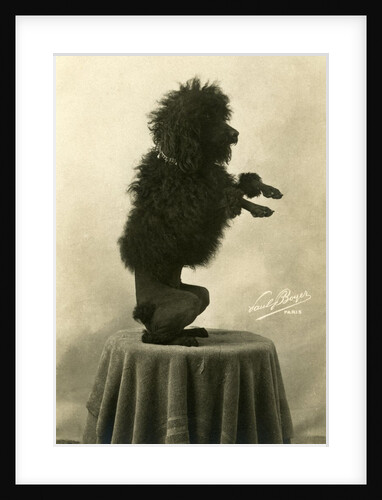Black Poodle Standing on its Hind Legs on a Table by Anonymous