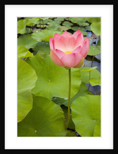 Lotus Bloom by Anonymous