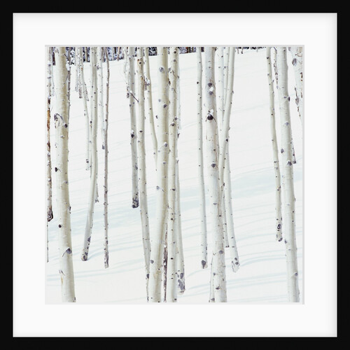 Aspen Trees in Snow by Anonymous