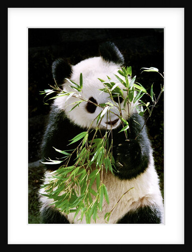 Giant Panda Eating Bamboo by Anonymous