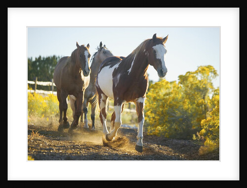 Horses on Path by Anonymous
