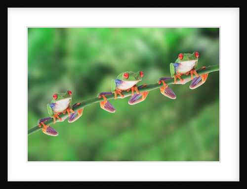 Red-Eyed Tree Frogs on Branch by Anonymous
