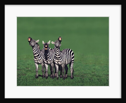 Burchell's Zebras Vocalizing by Anonymous
