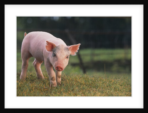 Yorkshire and Hampshire Mixed Breed Piglet by Anonymous