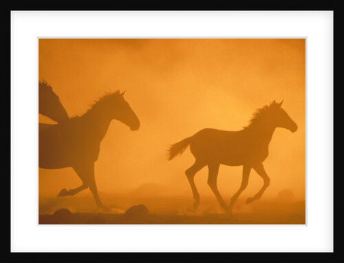 Wild Horses Cantering by Anonymous