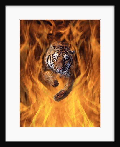 Tiger Running Through Flames by Anonymous