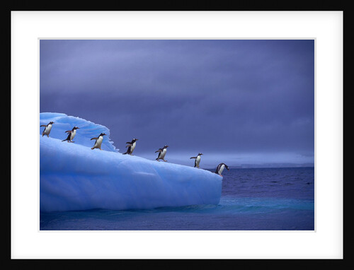 Gentoo Penguins on Iceberg by Corbis