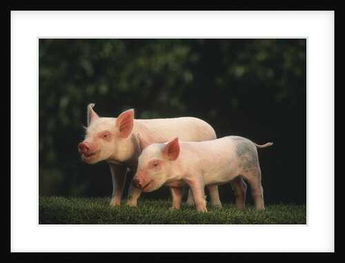 Yorkshire Piglets by Anonymous