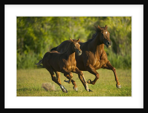 Horses Galloping by Anonymous