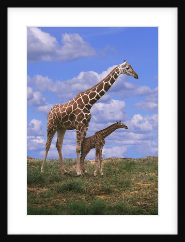 Reticulated Giraffe with Young by Anonymous