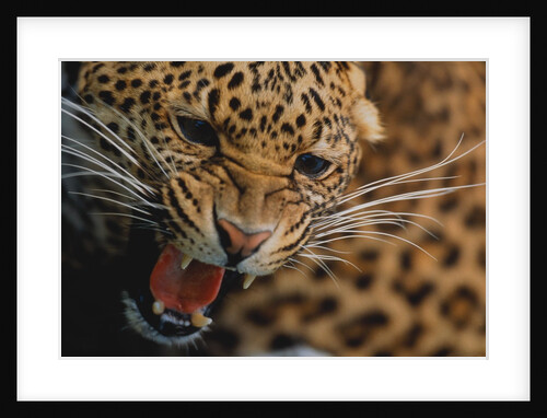 Snarling Leopard by Anonymous