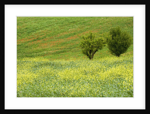Wildflowers Blooming in Meadow by Anonymous