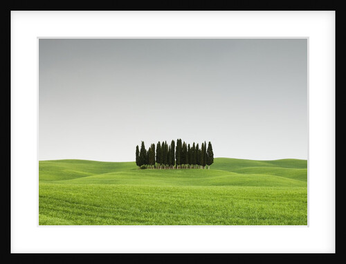 Cypress Grove in Field by Anonymous