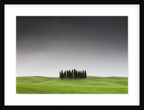 Cypress Grove in Field by Anonymous