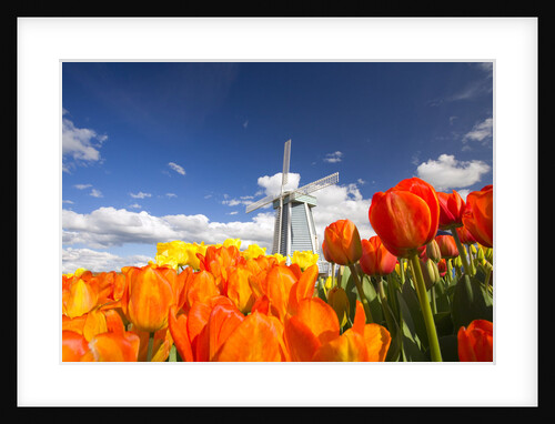 Windmill in Tulip Field by Anonymous