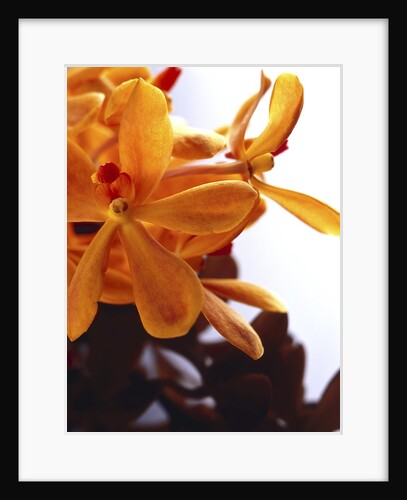 Yellow Flowers by Anonymous