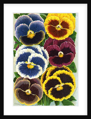 Seed Catalog Illustration of Six Pansy Blossoms by Anonymous