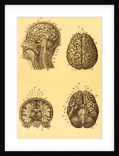 Cutaway and Profile Diagrams of the Human Brain by Anonymous
