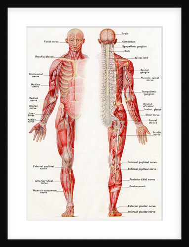 Illustration of the Brain, Spinal Cord and Nerves of the Human Male by Anonymous