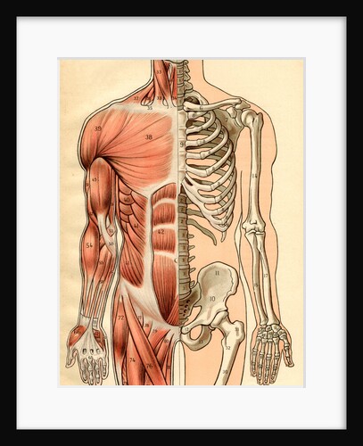 Illustration of Muscles and Skeleton of the Human Torso, Front by Maurice Dessertenne