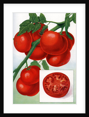 Color Print of Tomatoes on the Vine by Anonymous