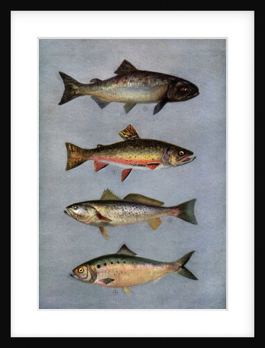 Illustration of Four Fish by Anonymous