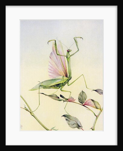 Illustration of Praying Mantis by Edward Julius Detmold