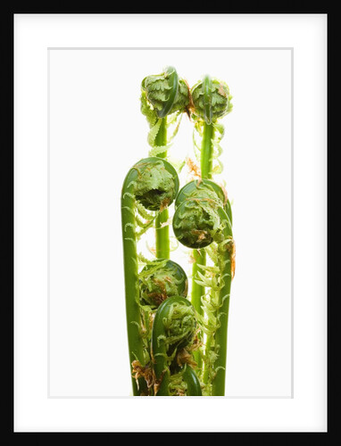 Ostrich Fern Fiddleheads by Anonymous