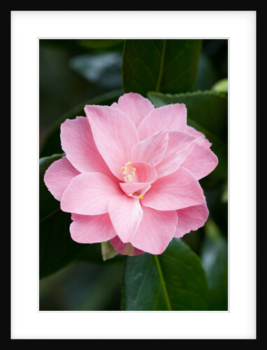 Camellia x williamsii 'Billie McCaskell' by Anonymous