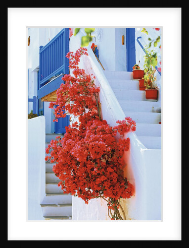 Flowers Blooming on Stairway by Anonymous