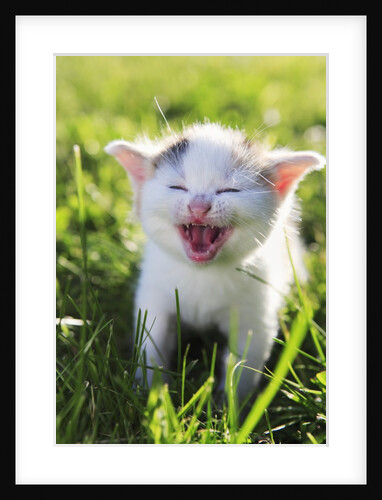 Kitten Meowing by Anonymous
