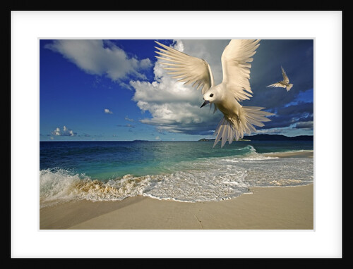 Fairy Tern at Cousine Island Beach by Anonymous