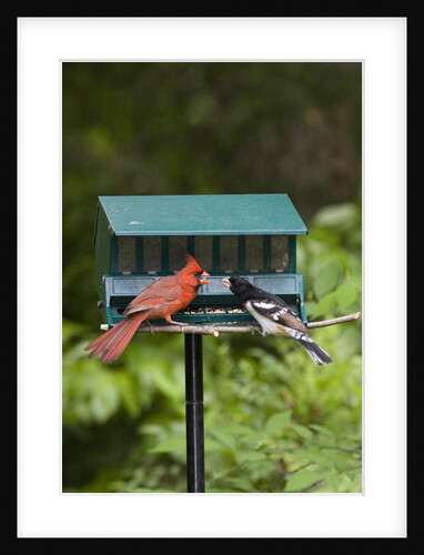 Cardinal and Rose-Breasted Grosbeak by Anonymous