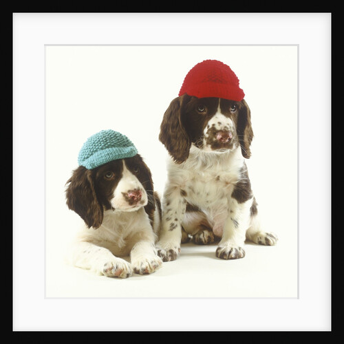 Springer Spaniel Puppies wearing Knit Caps by Anonymous