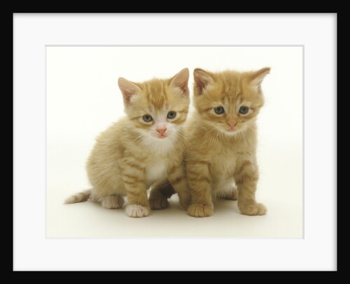 Six Week Old Yellow Kitten Siblings by Anonymous