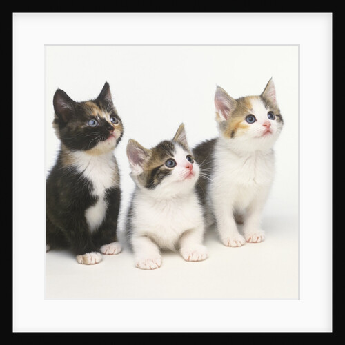 Calico Kittens by Anonymous