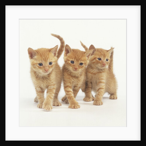 Orange Kittens Walking by Anonymous