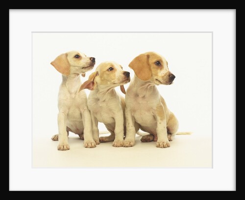 Beagle Puppies Looking Left by Anonymous